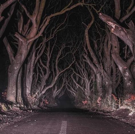 The Dark Hedges Of Northern Ireland Tips To Visit And What You Need To