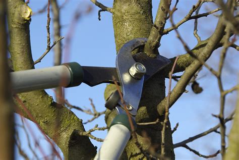 Best Time For Pruning Fruit Trees How To Prune A Fruit Tree