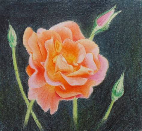 How To Draw A Rose With Colored Pencils