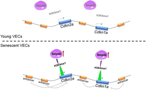 Ang Ii Induced Smyd2 Upregulation Activates Enhancers Adjacent To Download Scientific Diagram