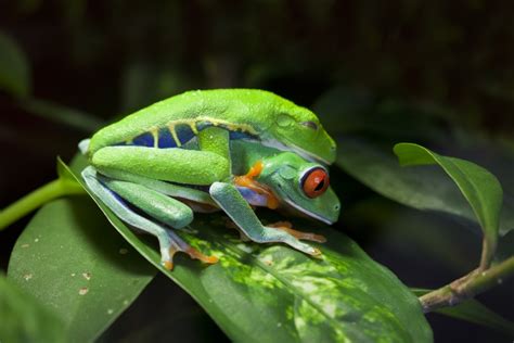 Animal Sex How Tree Frogs Do It Live Science