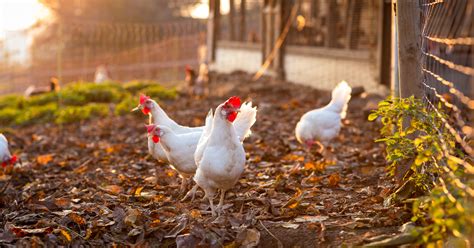 Two Major Chicken Producers Commit To Better Welfare Aspca