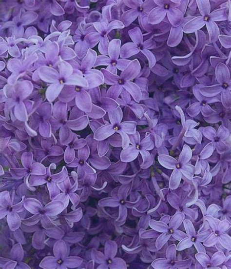Lilac Flowers Aesthetic Ideas Mdqahtani