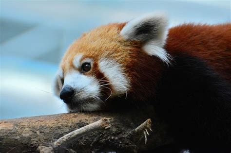 This Red Panda Seems To Have Adapted Well To Life In The Singapore Zoo