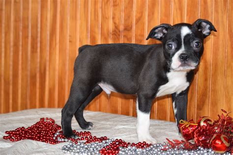 55 Registered Boston Terrier Puppies For Sale Photo Bleumoonproductions