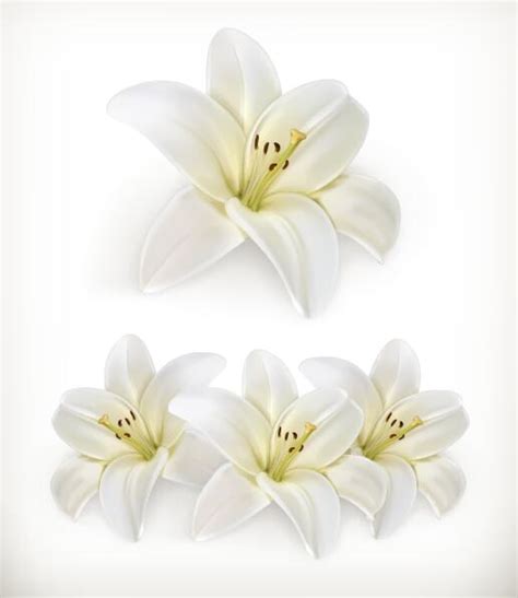 White Flower Vector Images Free Best Flower Site