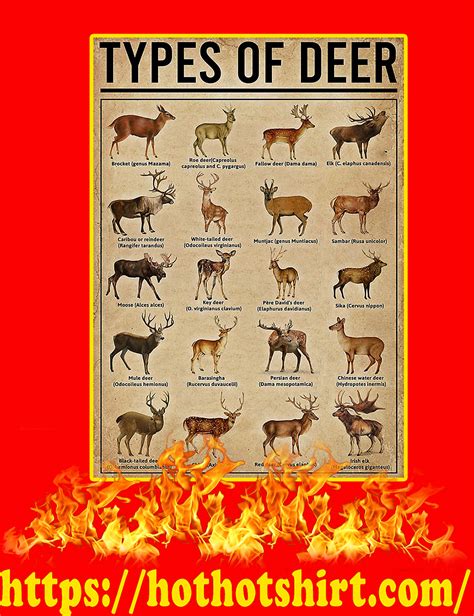 Official Types Of Deer Poster