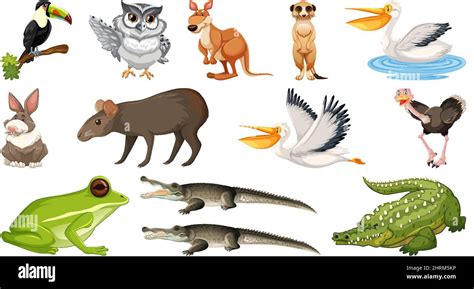 Set Of Different Wild Animals Illustration Stock Vector Image And Art Alamy
