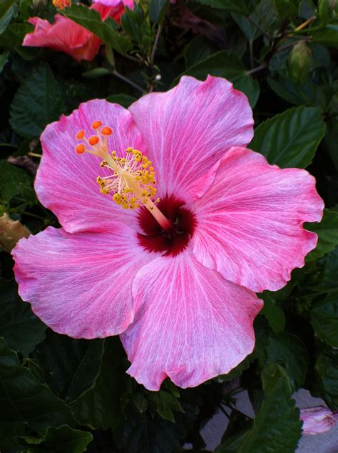 Hibiscus ~ Floridas Second State Flower Orange Blossom Is The