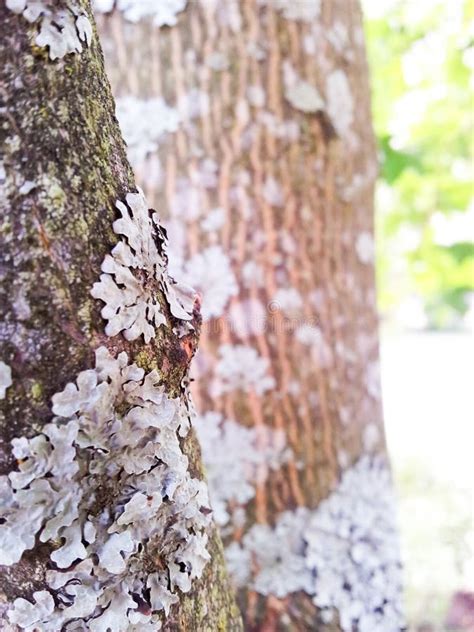 Grey Fungi On Tree Stock Photo Image Of Lecanoromycetes 32402114