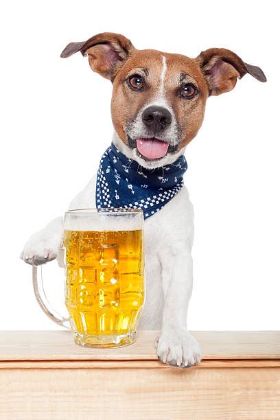 Dog Beer Stock Photos Pictures And Royalty Free Images Istock