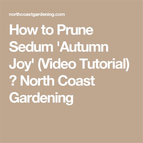 How To Prune Sedum Autumn Joy Video Tutorial ⋆ North Coast