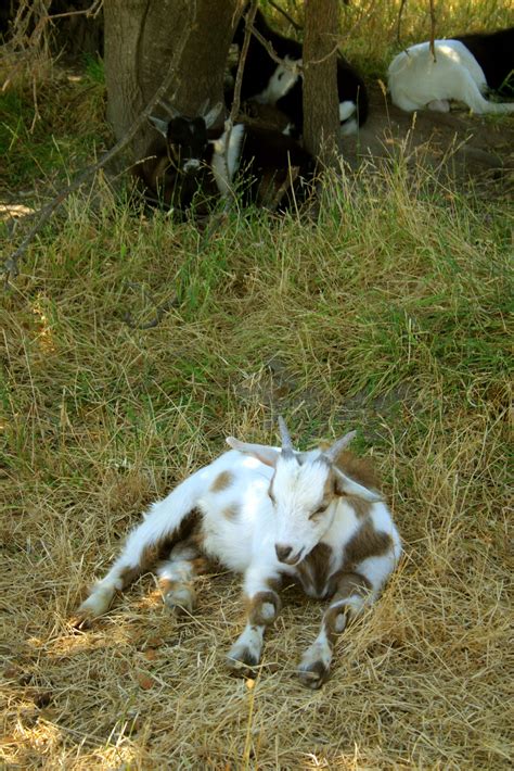 When Goats Faint Do They Suffer All You Need To Know About This Alarming Phenomenon Vet Help
