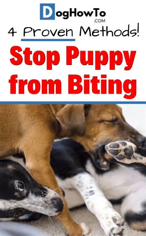 How To Stop Your Puppy From Biting Dht