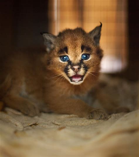Sat Exploring The Caracal Cat Reveals Its Wild Nature And Captivating