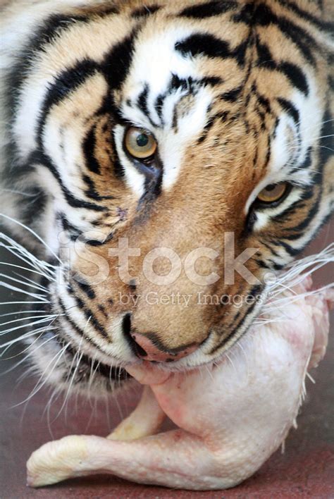 Tiger Eating Chicken