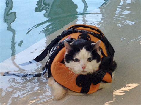 #fatcatsac #redskippa #wearefatcats #werunthesestreets pic.twitter.com/dgiujgxwe7. Cannonball! Fat cat goes swimming to shed pounds - TODAY.com