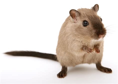 What Are The Different Types Of Pet Rodents Best Pet Rodents