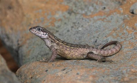 Northern Curly Tailed Lizard Leiocephalus Carinatus Flickr