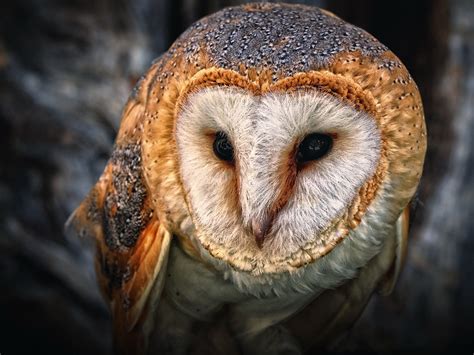 Barn Owl 200