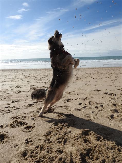 Photo Of Happy Dog Jumping For Joy On Praa Sands Beach Dog Friendly