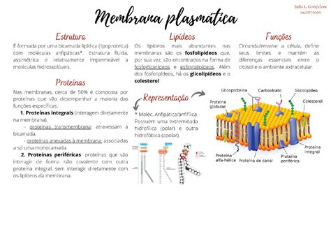 Mapa Mental Membrana Plasmática Biologia Celular