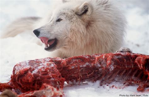 Interesting Facts About Arctic Wolves Just Fun Facts