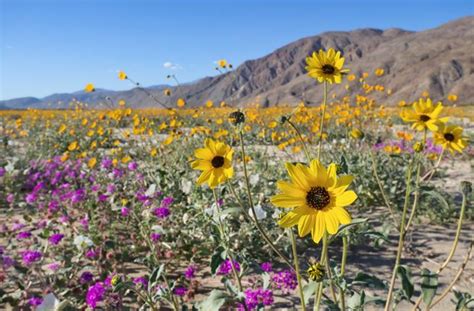 Explosion Of Wildflowers Happening In Southern Californias Deserts