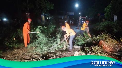 Pohon Tumbang Di Trenggalek Tutup Akses Jalan Nasional