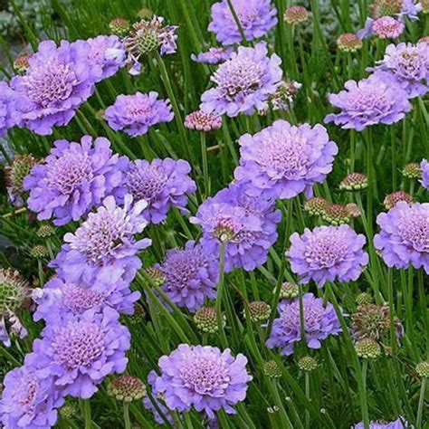 Scabiosa Butterfly Blue Plant Pin Cushion Plant Naturally Etsy