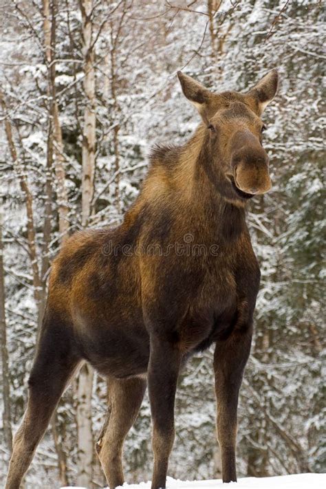 Mother Cow Moose Stock Image Image Of Snow Daylight 3483607