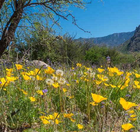 Catalina State Park Tucson All You Need To Know Before You Go