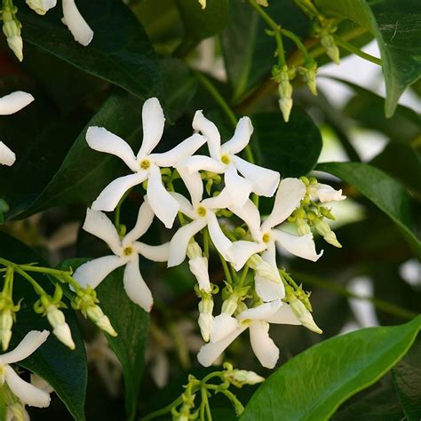 Star Jasmine Evergreen Woody Vines Scent Hardy Flowering Climbing