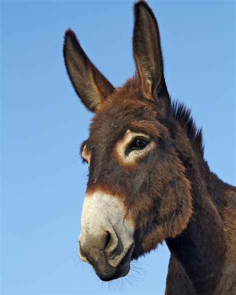 Sicilian Donkey Ânimal Robert Girouard Flickr