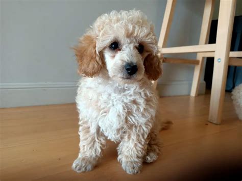 Toy Poodle Female Dogs For Sale And Free To A Good Home Petlink