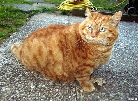 The Two Stone Ginger Moggie Whos Too Big To Get Even His Head Through