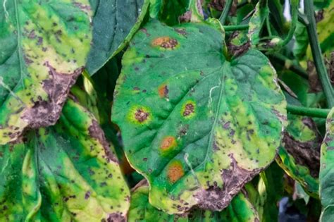 Diagnosing And Treating 3 Fungal Diseases Of Tomatoes