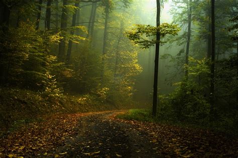 Fall Path Mist Forest Shrubs Morning Landscape Nature Green