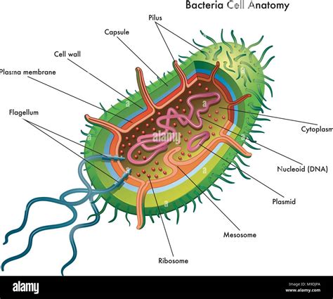 Vector Medical Illustration Of The Bacteria Cell Anatomy Stock Vector
