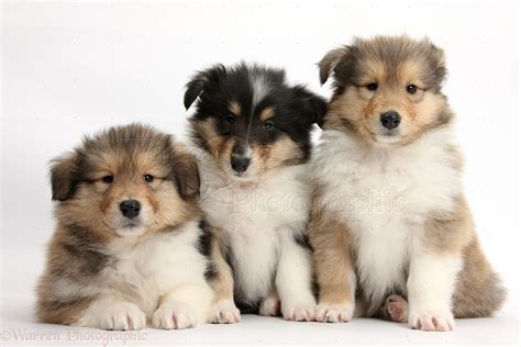 Dogs Three Rough Collie Pups 7 Weeks Old Photo Wp38062