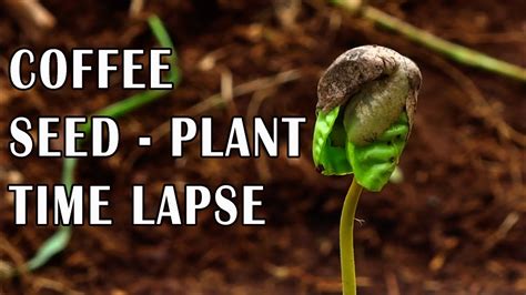 Coffee Plant Growth From Seedhow Coffee Treeplant Germinate From Seed