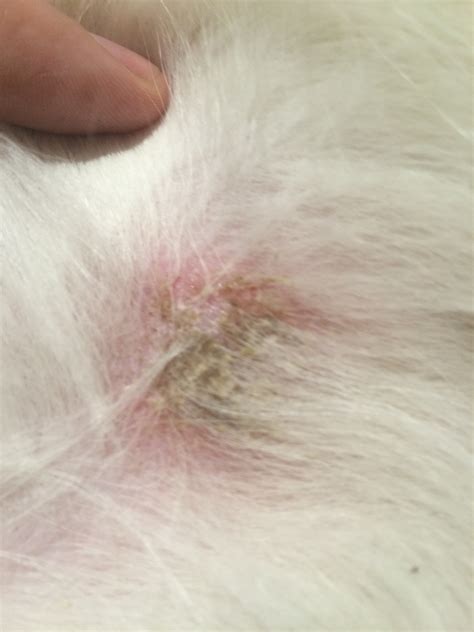 Need Help With Rash On Our Goldie Golden Retriever Dog Forums