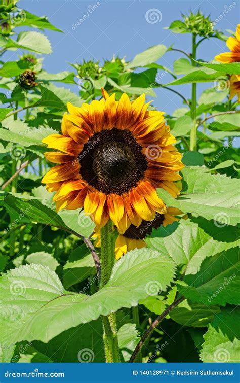 Close Up Of Firecracker Sunflower In Garden Stock Image Image Of