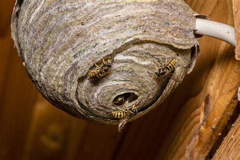 How Is A Paper Wasp Nest Made Wasp Removal Toronto