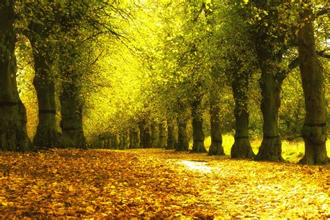 25 Autumn Wallpapers Backgrounds Images Pictures