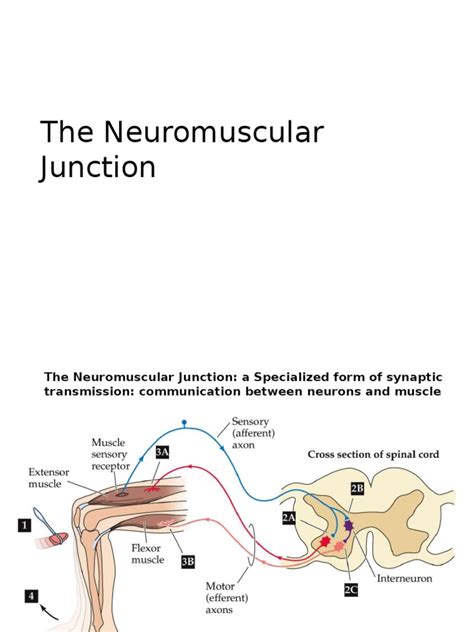 The Neuromuscular Junction Neuromuscular Junction Depolarization