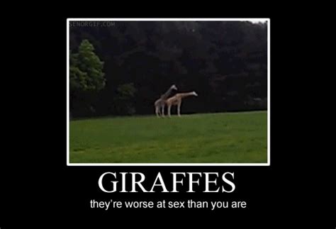 Giraffe Mating 