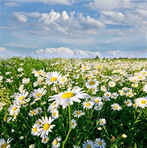A Field Full Of White Daisies Under A Blue Sky