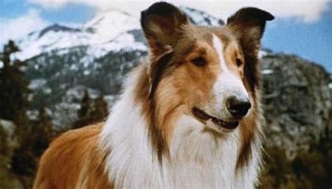 Was Lassie Gay Original Cinemaniac