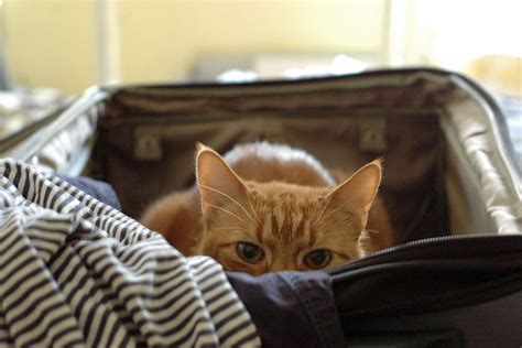 Tsa Officers Discover Pet Cat In New York Luggage After Unusual X Ray